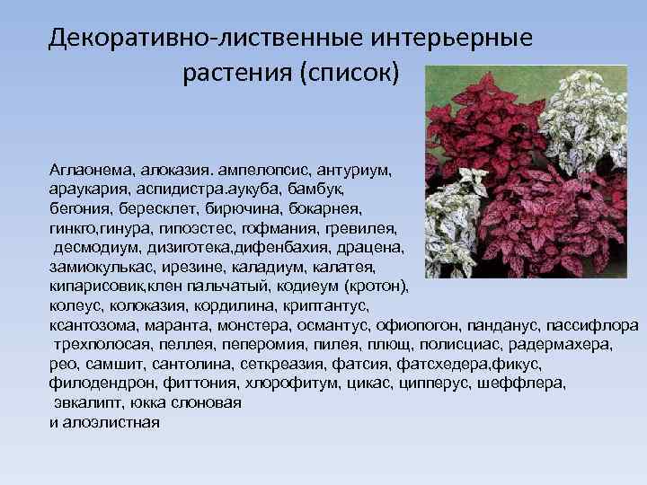 Декоративно-лиственные интерьерные растения (список) Аглаонема, алоказия. ампелопсис, антуриум, араукария, аспидистра. аукуба, бамбук, бегония, бересклет,