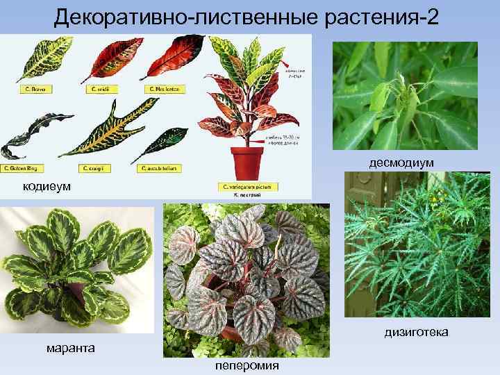 Декоративно-лиственные растения-2 десмодиум кодиеум дизиготека маранта пеперомия 