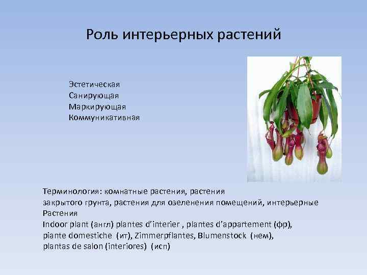 Роль интерьерных растений Эстетическая Санирующая Маркирующая Коммуникативная Терминология: комнатные растения, растения закрытого грунта, растения