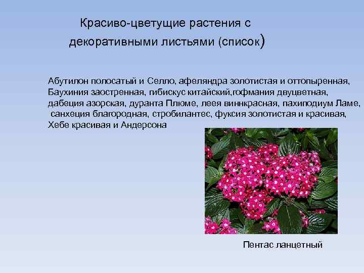 Красиво-цветущие растения с декоративными листьями (список) Абутилон полосатый и Селло, афеляндра золотистая и оттопыренная,