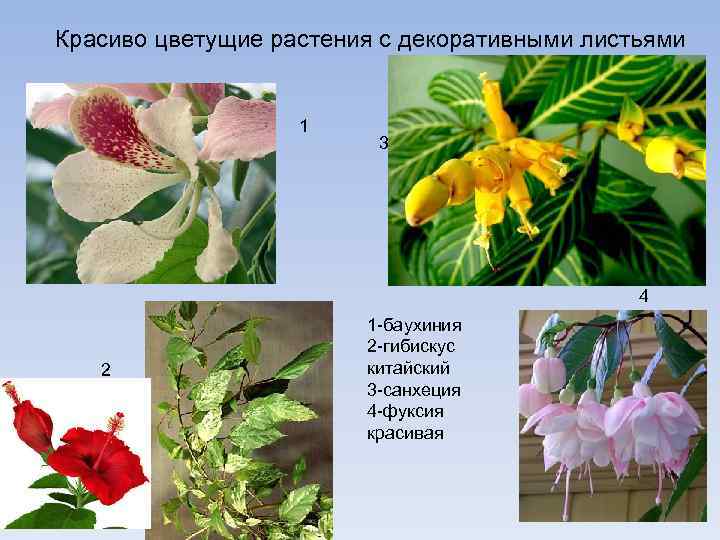 Красиво цветущие растения с декоративными листьями 1 3 4 2 1 -баухиния 2 -гибискус
