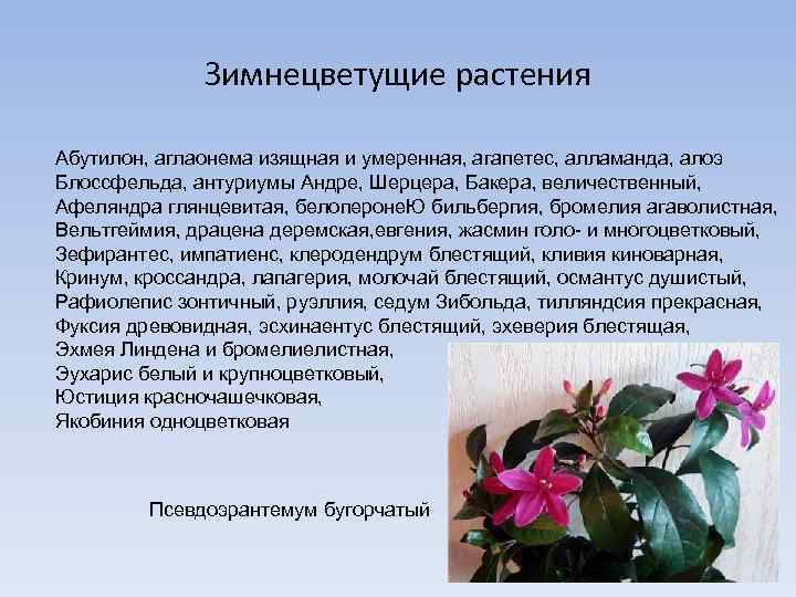 Зимнецветущие растения Абутилон, аглаонема изящная и умеренная, агапетес, алламанда, алоэ Блоссфельда, антуриумы Андре, Шерцера,