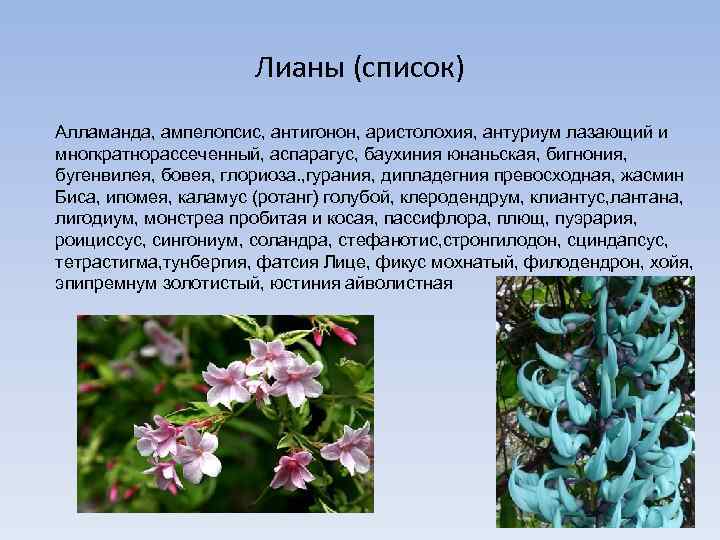 Лианы (список) Алламанда, ампелопсис, антигонон, аристолохия, антуриум лазающий и многкратнорассеченный, аспарагус, баухиния юнаньская, бигнония,