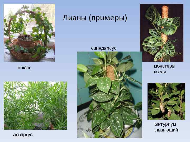 Лианы (примеры) сциндапсус плющ аспаргус монстера косая антуриум лазающий 