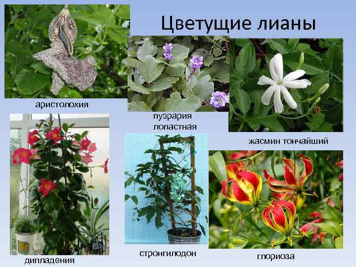 Цветущие лианы аристолохия пуэрария лопастная жасмин тончайший дипладения стронгилодон глориоза 