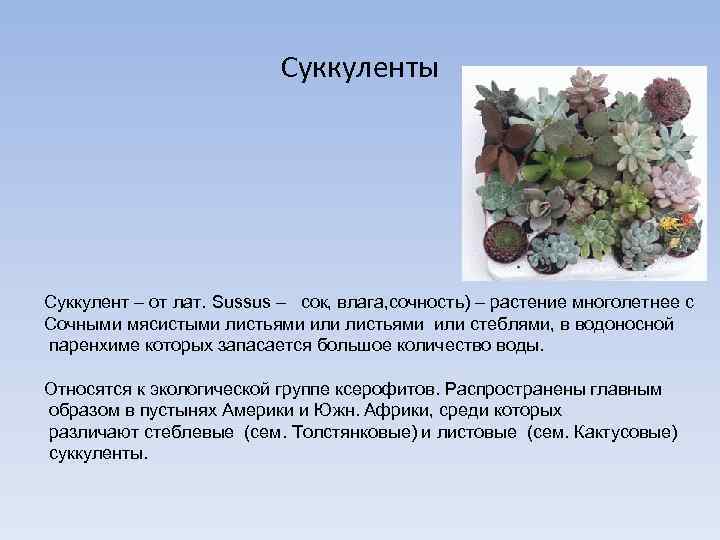 Суккуленты Суккулент – от лат. Sussus – сок, влага, сочность) – растение многолетнее с