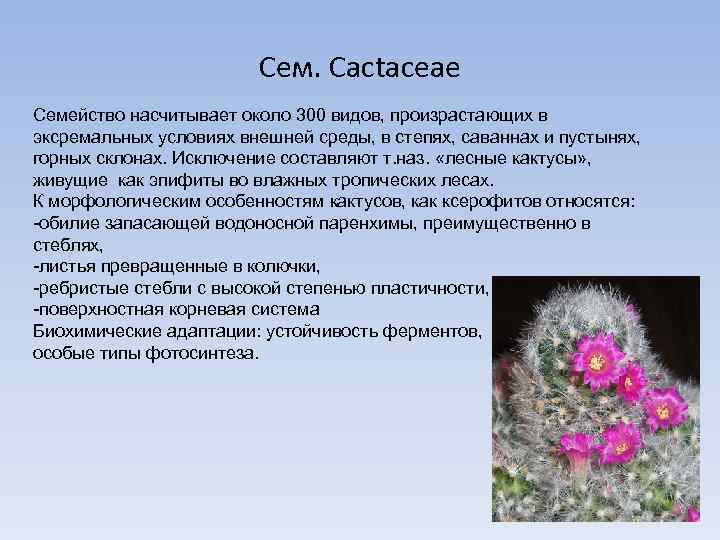 Сем. Cactaceae Семейство насчитывает около 300 видов, произрастающих в эксремальных условиях внешней среды, в