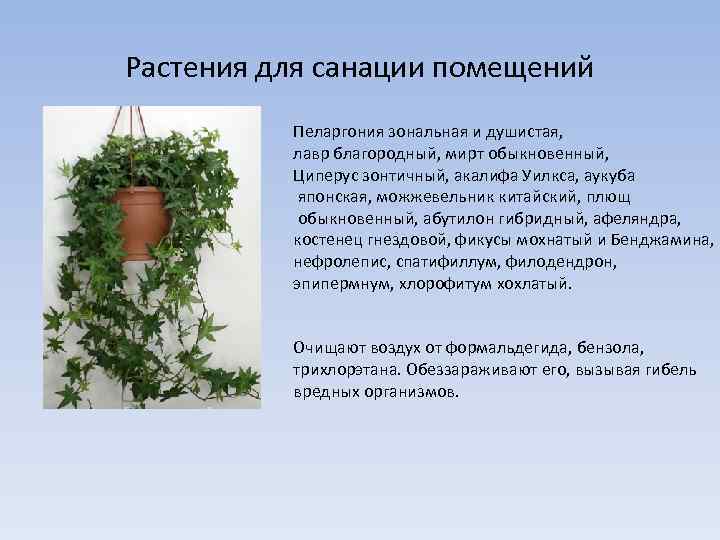 Растения для санации помещений Пеларгония зональная и душистая, лавр благородный, мирт обыкновенный, Циперус зонтичный,