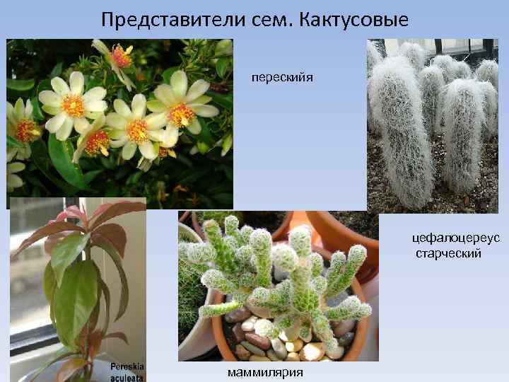 Представители сем. Кактусовые перескийя цефалоцереус старческий перескийя маммилярия 