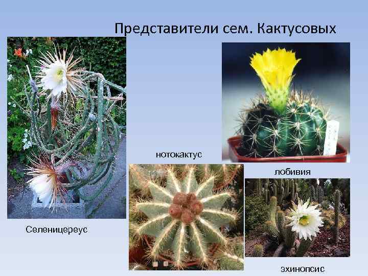 Представители сем. Кактусовых нотокактус лобивия Селеницереус эхинопсис 