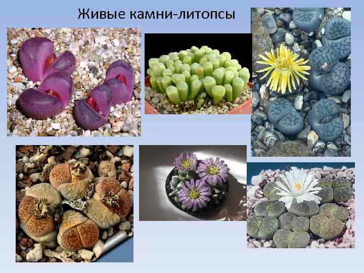 Живые камни-литопсы 