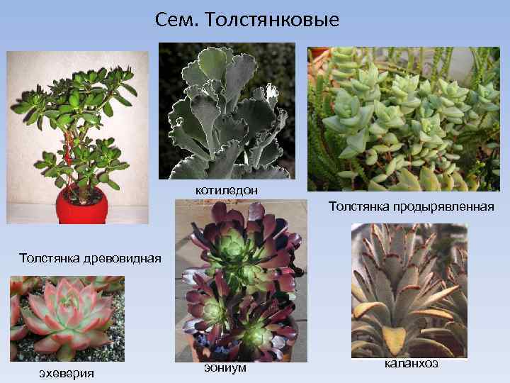 Сем. Толстянковые котиледон Толстянка продырявленная Толстянка древовидная эхеверия эониум каланхоэ 