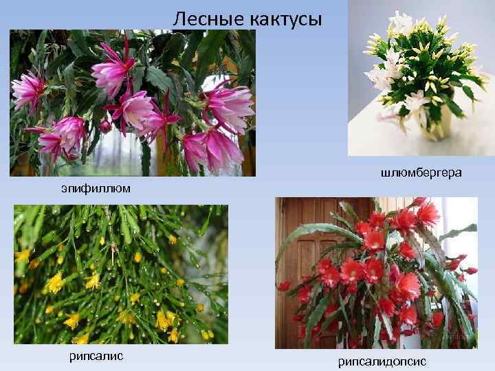 Лесные кактусы шлюмбергера эпифиллюм рипсалис рипсалидопсис 