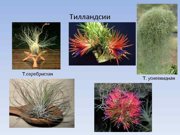 Тилландсии Т. серебристая Т. уснеевидная 