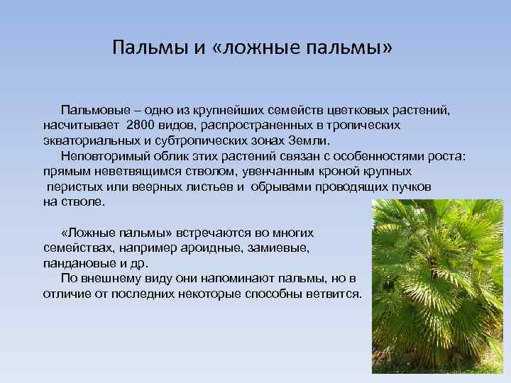 Пальмы и «ложные пальмы» Пальмовые – одно из крупнейших семейств цветковых растений, насчитывает 2800