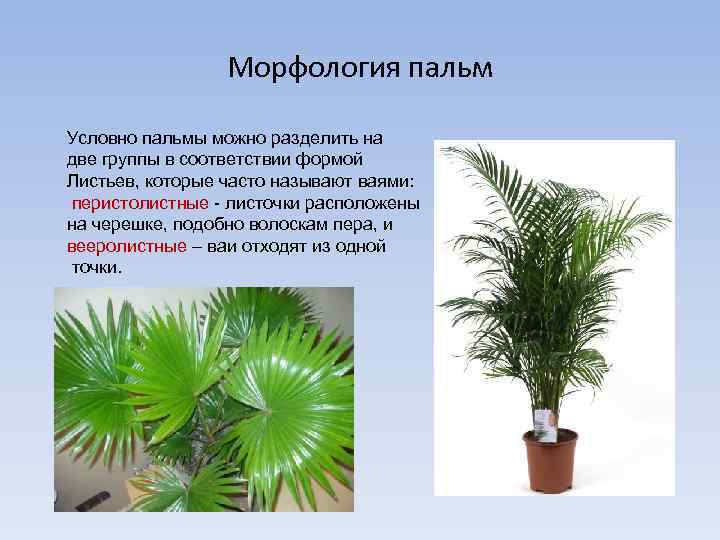 Морфология пальм Условно пальмы можно разделить на две группы в соответствии формой Листьев, которые