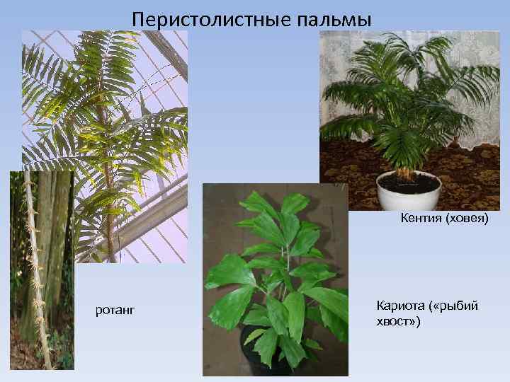 Перистолистные пальмы Кентия (ховея) ротанг Кариота ( «рыбий хвост» ) 