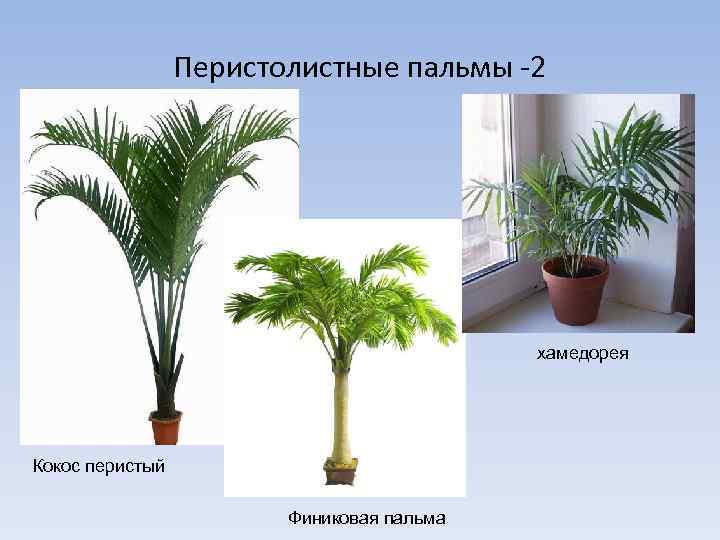 Перистолистные пальмы -2 хамедорея Кокос перистый Финиковая пальма 