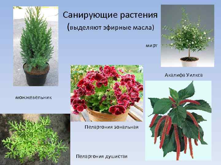Санирующие растения (выделяют эфирные масла) мирт Акалифа Уилкса можжевельник Пеларгония зональная Пеларгония душистая 