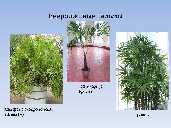 Вееролистные пальмы Трахикарпус Фрчуна Хамеропс ( «европейская пальма» ) рапис 