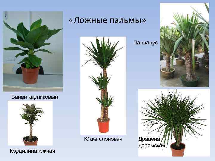  «Ложные пальмы» Панданус Банан карликовый Юкка слоновая Кордилина южная Драцена деремская 