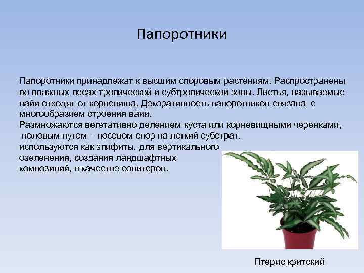 Папоротники принадлежат к высшим споровым растениям. Распространены во влажных лесах тропической и субтропической зоны.