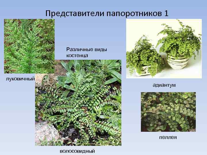 Представители папоротников 1 Различные виды костенца луковичный адиантум пеллея волосовидный 