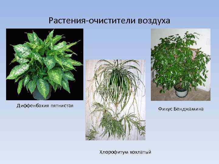 Растения-очистители воздуха Диффенбахия пятнистая Фикус Бенджамина Хлорофитум хохлатый 