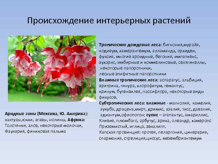 Происхождение интерьерных растений Аридные зоны (Мексика, Ю. Америка): кактусы, юкки, агавы, нолины, Африка: Толстянки,