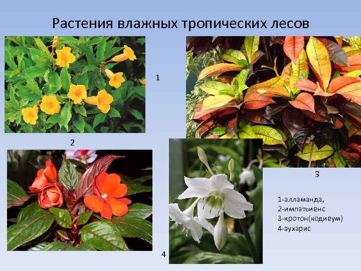 Растения влажных тропических лесов 1 2 3 1 -алламанда, 2 -импатьиенс 3 -кротон(кодиеум) 4
