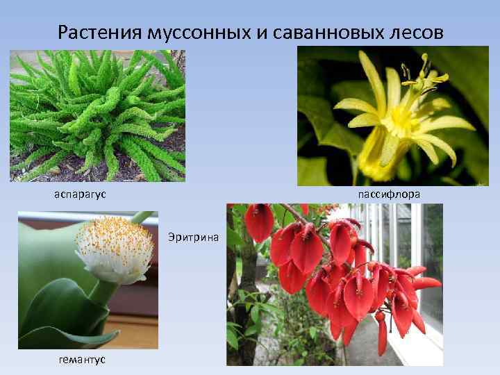 Растения муссонных и саванновых лесов аспарагус пассифлора Эритрина гемантус 