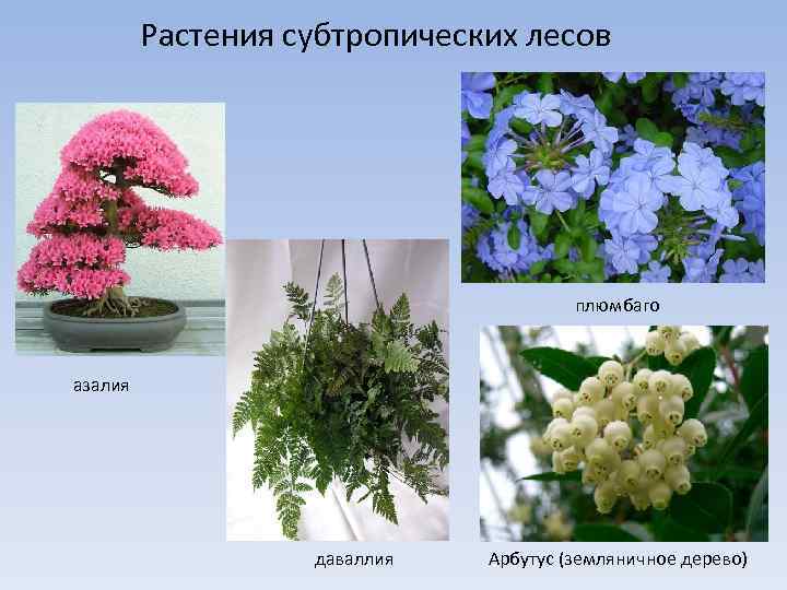 Растения субтропических лесов плюмбаго азалия даваллия Арбутус (земляничное дерево) 