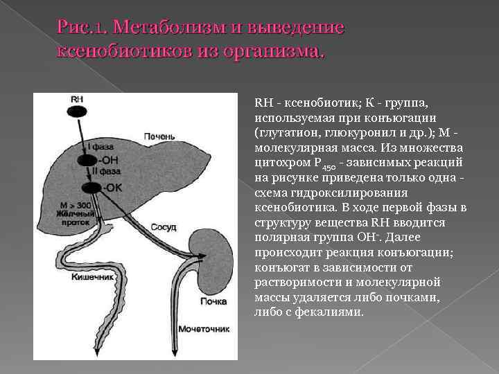 Рис. 1. Метаболизм и выведение ксенобиотиков из организма. RH - ксенобиотик; К - группа,