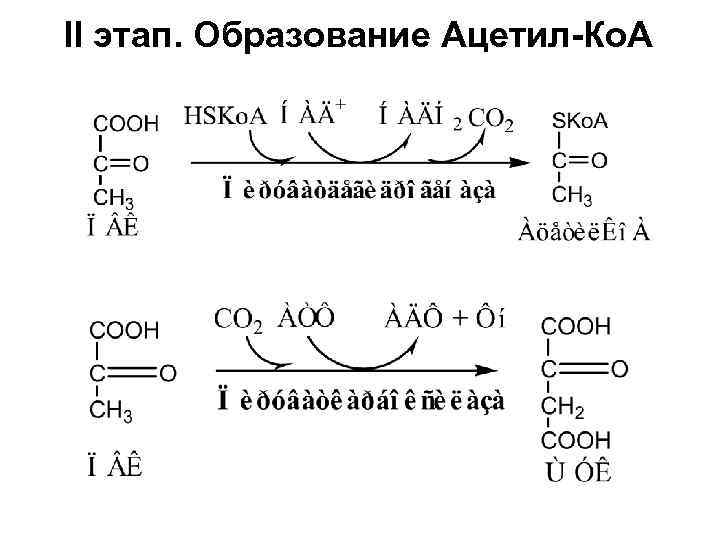 II этап. Образование Ацетил-Ко. А 