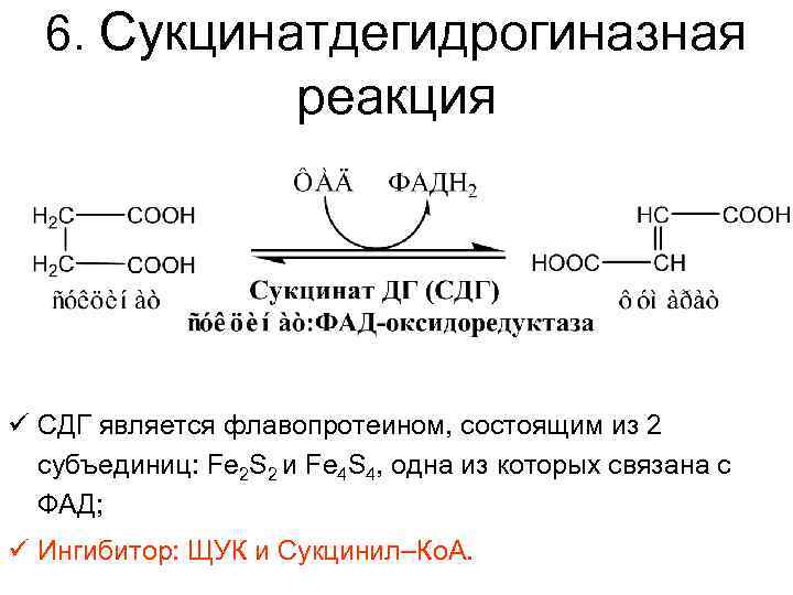 6. Сукцинатдегидрогиназная реакция ü СДГ является флавопротеином, состоящим из 2 субъединиц: Fe 2 S