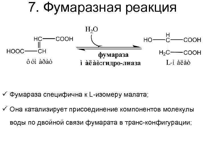 7. Фумаразная реакция ü Фумараза специфична к L-изомеру малата; ü Она катализирует присоединение компонентов