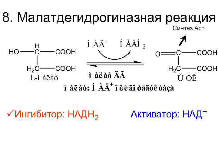 8. Малатдегидрогиназная реакция Синтез Асп ü Ингибитор: НАДН 2 Активатор: НАД+ 
