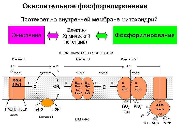 Окислительное фосфорилирование Протекает на внутренней мембране митохондрий Электро Химический потенциал Окисления Фосфорилирования МЕЖМЕМБРАННОЕ ПРОСТРАНСТВО