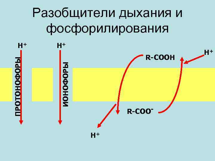 Разобщители дыхания и фосфорилирования Н+ R-СООН ИОНОФОРЫ ПРОТОНОФОРЫ Н+ R-СООН+ Н+ 