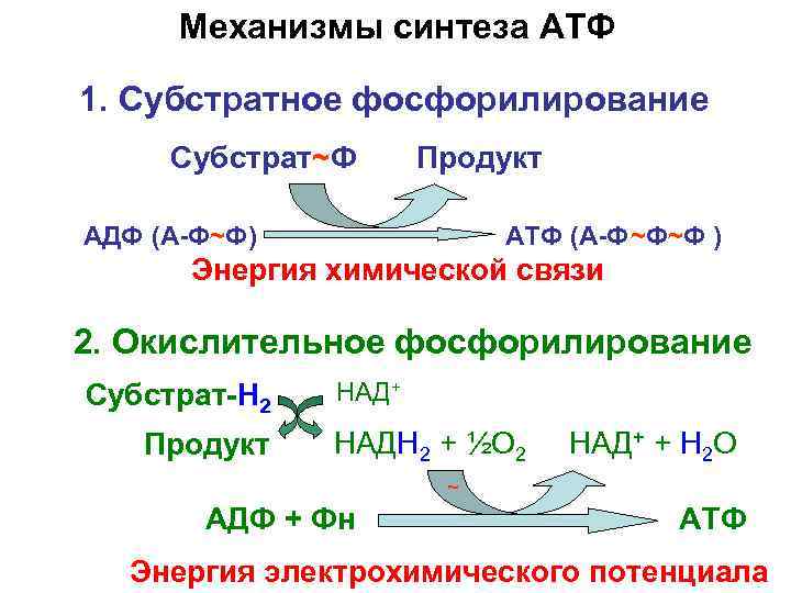 Механизмы синтеза АТФ 1. Субстратное фосфорилирование Субстрат~Ф Продукт АДФ (А-Ф~Ф) АТФ (А-Ф~Ф~Ф ) Энергия