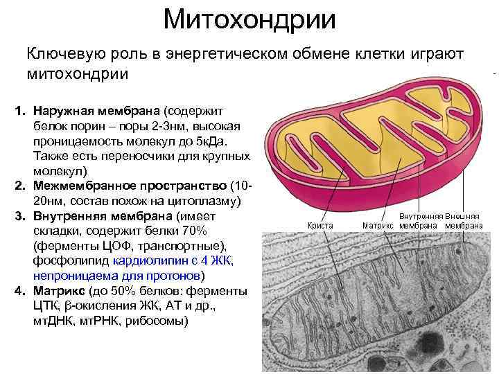 Митохондрии Ключевую роль в энергетическом обмене клетки играют митохондрии 1. Наружная мембрана (содержит белок