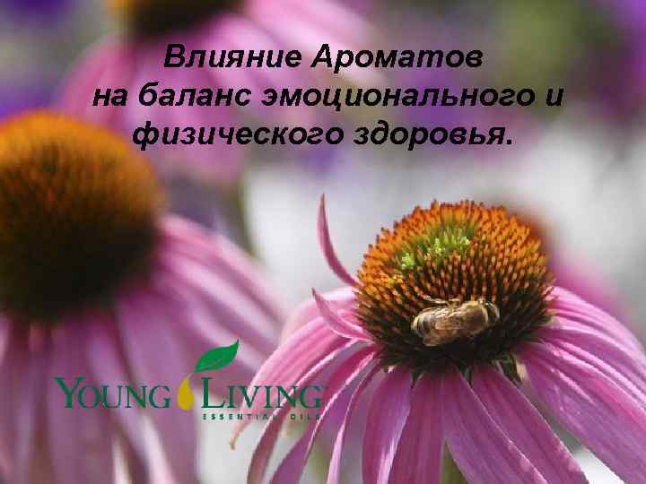 Влияние Ароматов на баланс эмоционального и физического здоровья. 