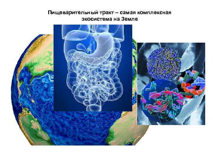 Пищеварительный тракт – самая комплексная экосистема на Земле 