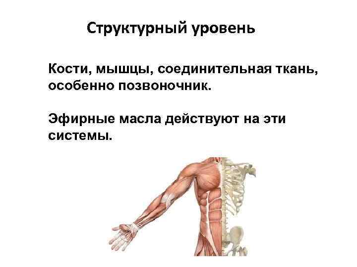 Структурный уровень Кости, мышцы, соединительная ткань, особенно позвоночник. Эфирные масла действуют на эти системы.