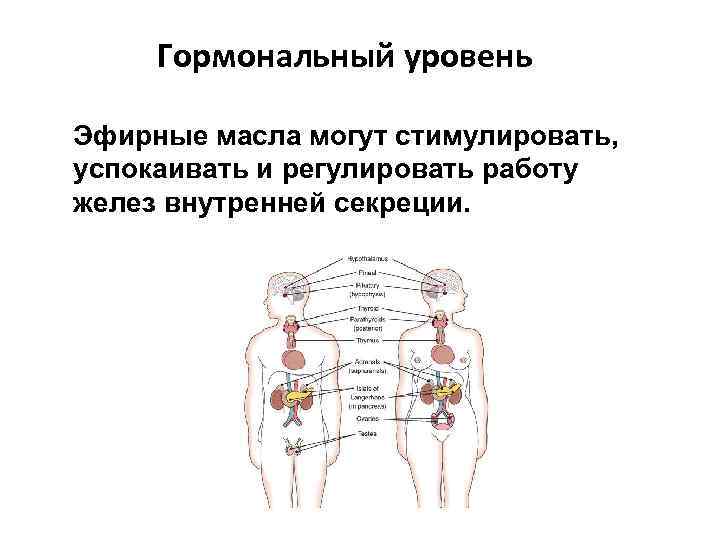 Гормональный уровень Эфирные масла могут стимулировать, успокаивать и регулировать работу желез внутренней секреции. 