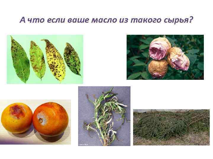 А что если ваше масло из такого сырья? 