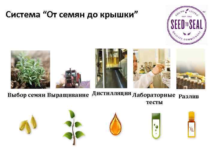 Система “От семян до крышки” Выбор семян Выращивание Дистилляция Лабораторные Разлив тесты 