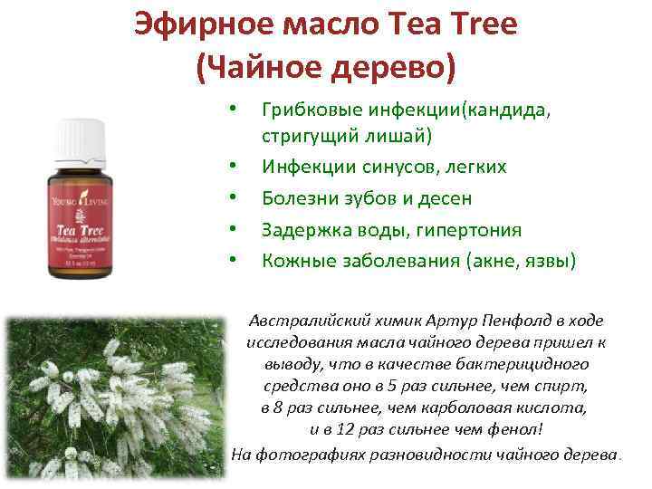 Эфирное масло Tea Tree (Чайное дерево) • • • Грибковые инфекции(кандида, стригущий лишай) Инфекции