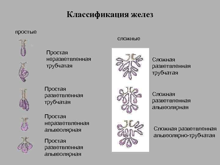 Железы классификация желез