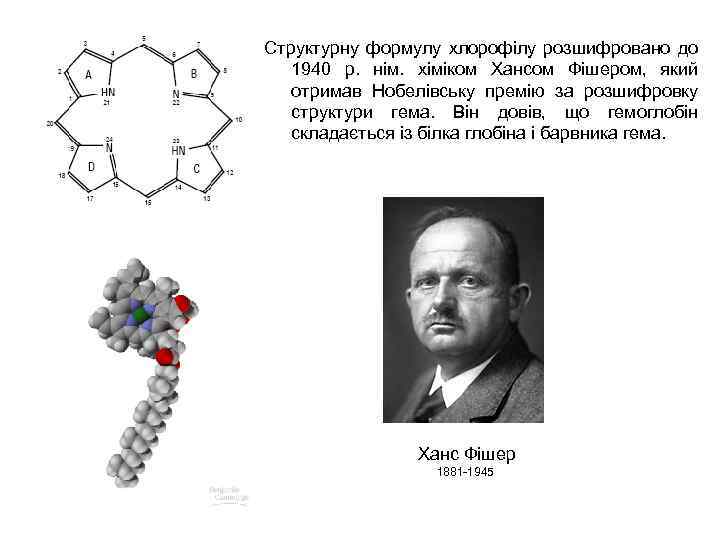 Структурну формулу хлорофілу розшифровано до 1940 р. нім. хіміком Хансом Фішером, який отримав Нобелівську